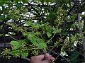 Starry Schefflera